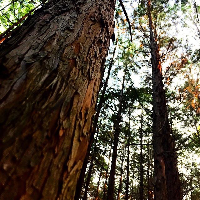 P20151107_002250000_E0F42C35-175D-4D31-B6C4-56A30711ED68.JPG